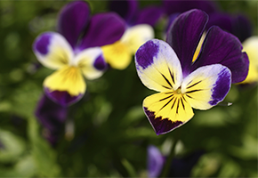 Smart Agriculture: Monitoring greenhouse conditions to develop new products in the food industry