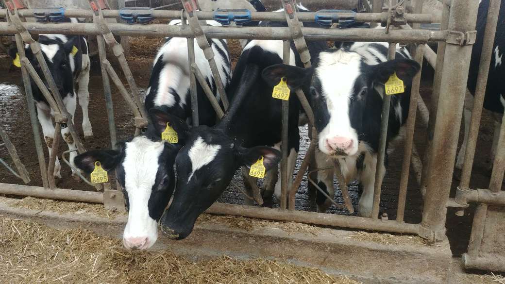 IoT reduce emisiones de metano en granja de vacas
