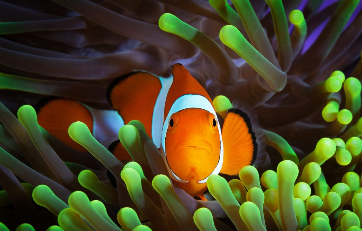 clown fish anemone