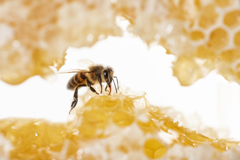 Reading Beehives: Smart Sensor Technology Monitors Bee Health and Global Pollination