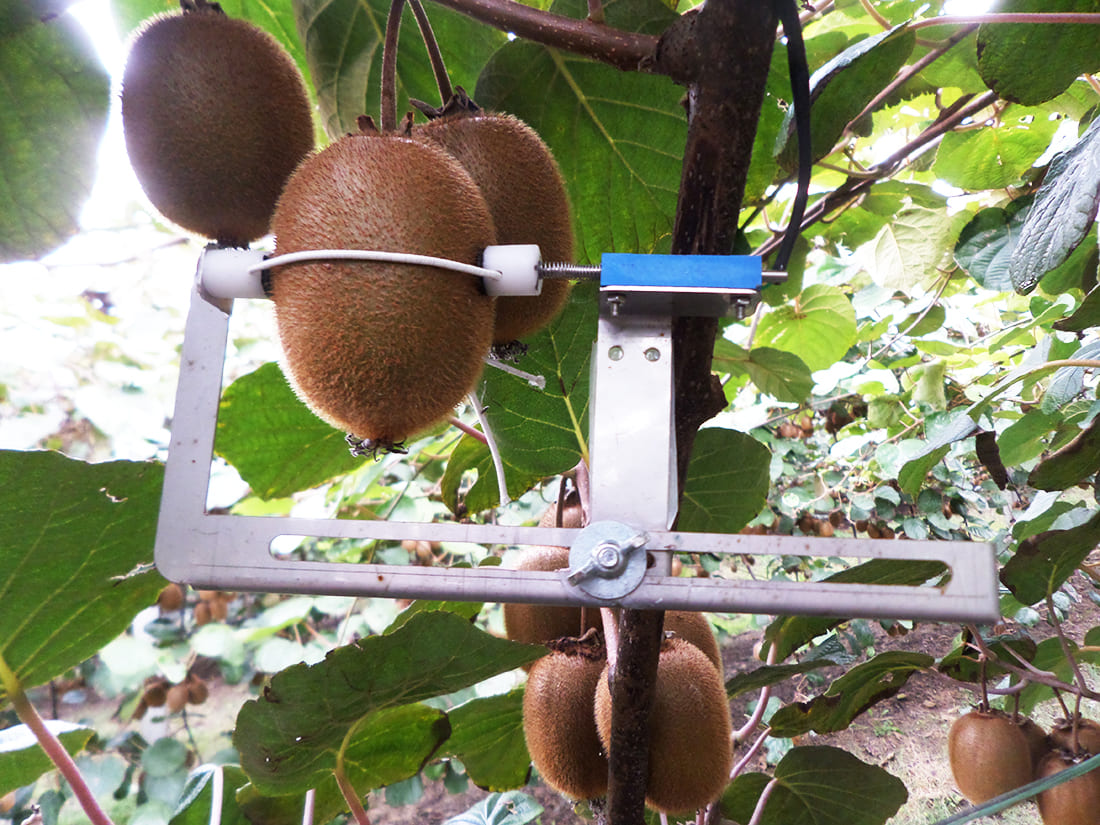 Fruit diameter sensor