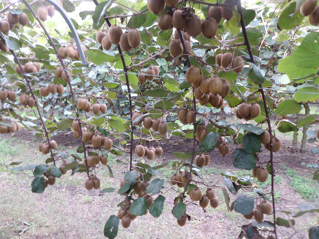 Kiwi crops in Emilia Romagna