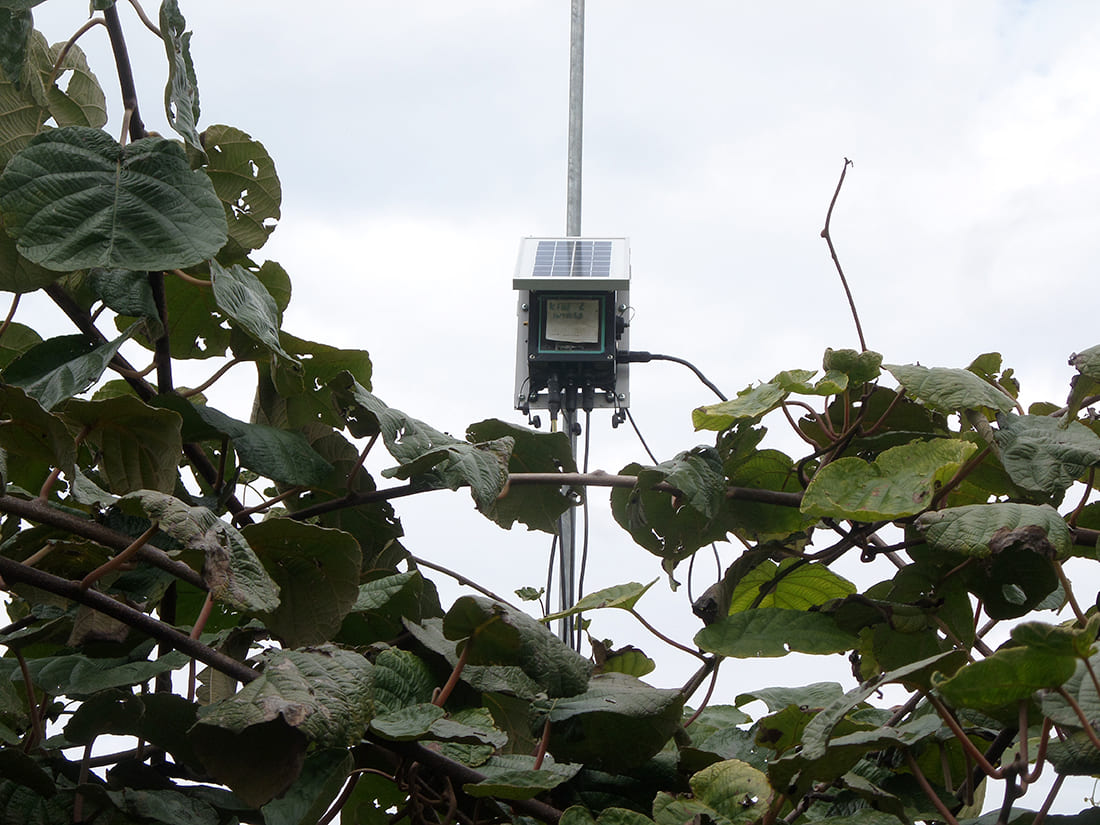 Waspmote Plug & Sense! installed in kiwi plantation