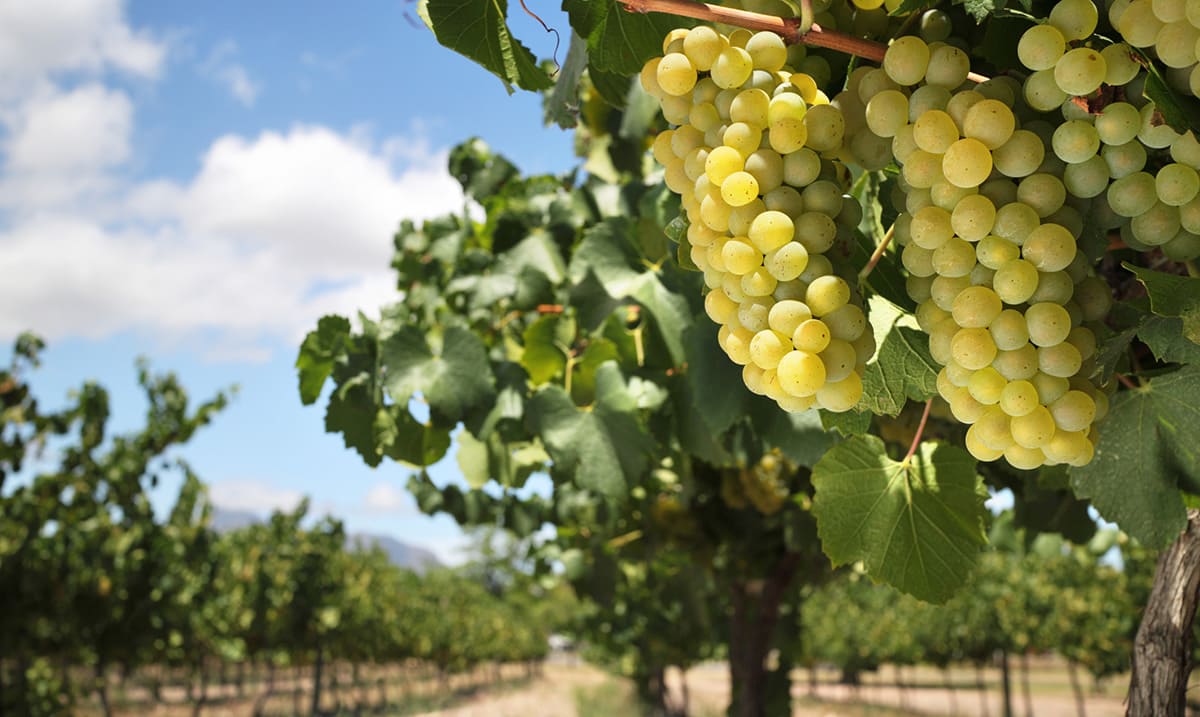 Smart Vineyard in Lebanon Success Stories Libelium