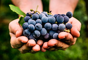 New vineyard project developed with Libelium IoT platform on Agrotech, the app for crop management, powered by Efor and Ibercaja on Microsoft Azure image New vineyard project developed with Libelium IoT platform on Agrotech, the app for crop management, powered by Efor and Ibercaja on Microsoft Azure