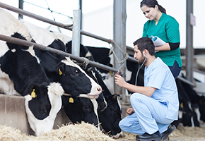 How a dairy farm increased their milk production 18% with IoT and Machine Learning image How a dairy farm increased their milk production 18% with IoT and Machine Learning