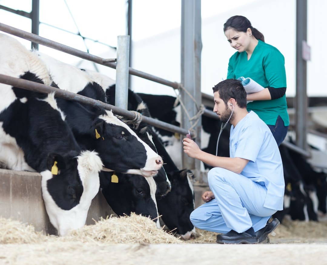 research on dairy farming