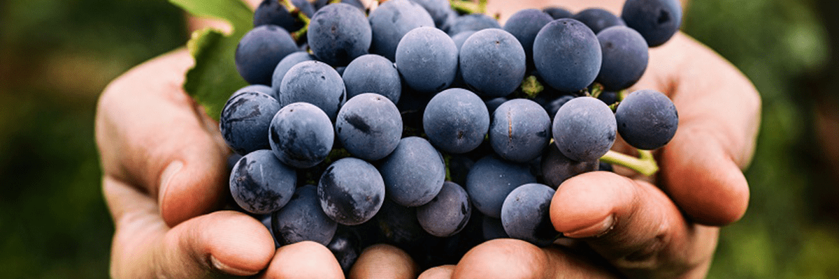 Smart Vineyards Efor Ibercaja