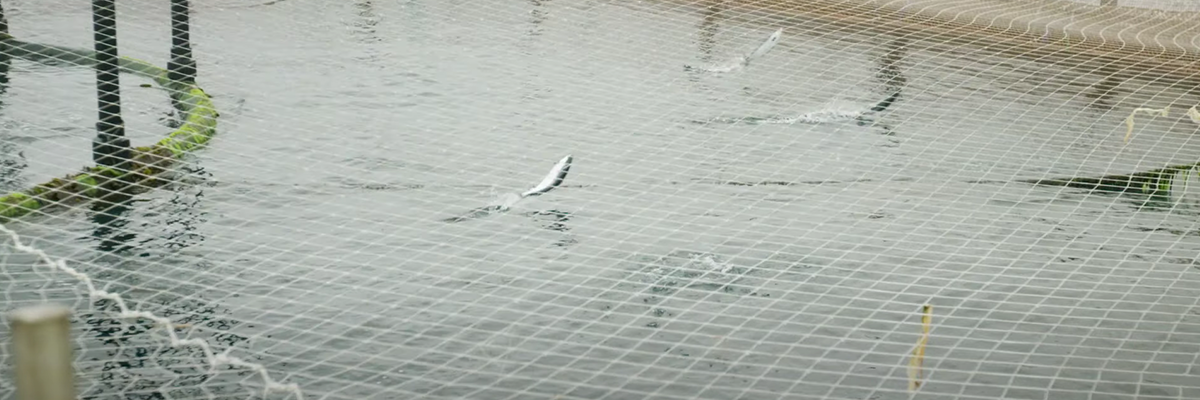 Aquaculture health monitoring in Scottish salmon sea farms with Libelium IoT platform image Aquaculture health monitoring in Scottish salmon sea farms with Libelium IoT platform