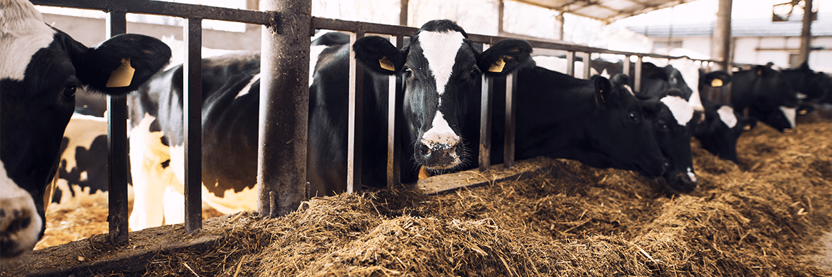 image IoT, Business Intelligence and Blockchain technology reduces methane emissions in a cattle farm